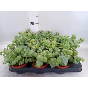 Sedum sieboldii 'Mediovariegatum'