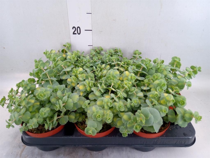 <h4>Sedum sieboldii 'Mediovariegatum'</h4>