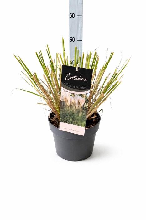 <h4>CORTA SE PUMILA</h4>