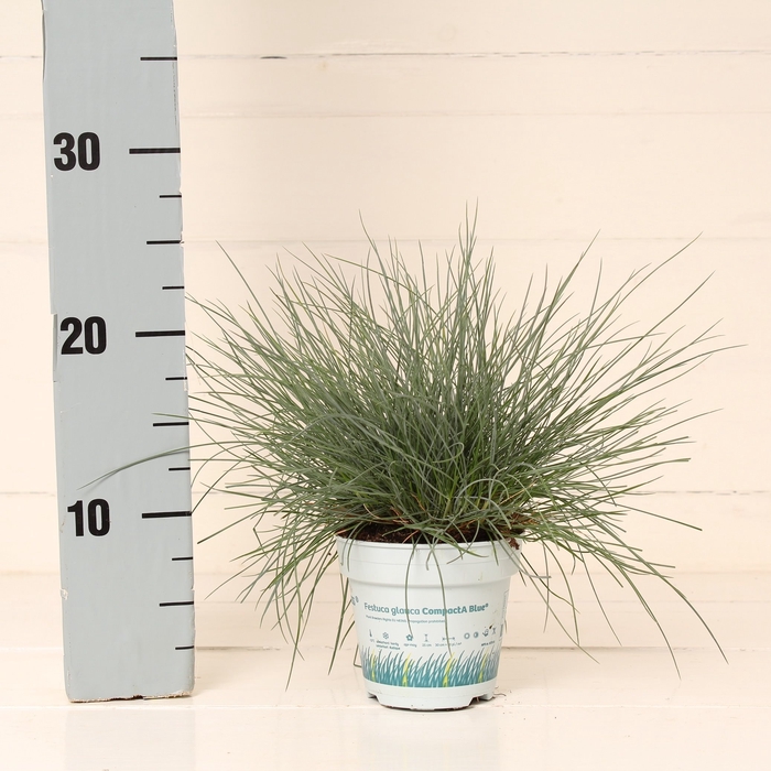 Festuca glauca CompactA Blue®