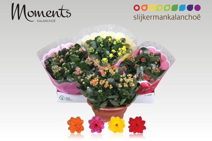 <h4>KAL GE GEM 4 KL</h4>