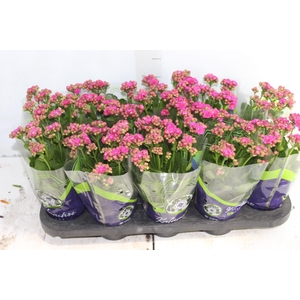 KALANCHOE DOBRADO P11 LILAS