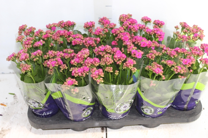 <h4>KALANCHOE DOBRADO P11 LILAS</h4>