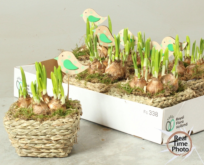 <h4>ARR NARCISSUS</h4>