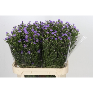 Aster Cassandra