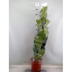 Ficus lyrata