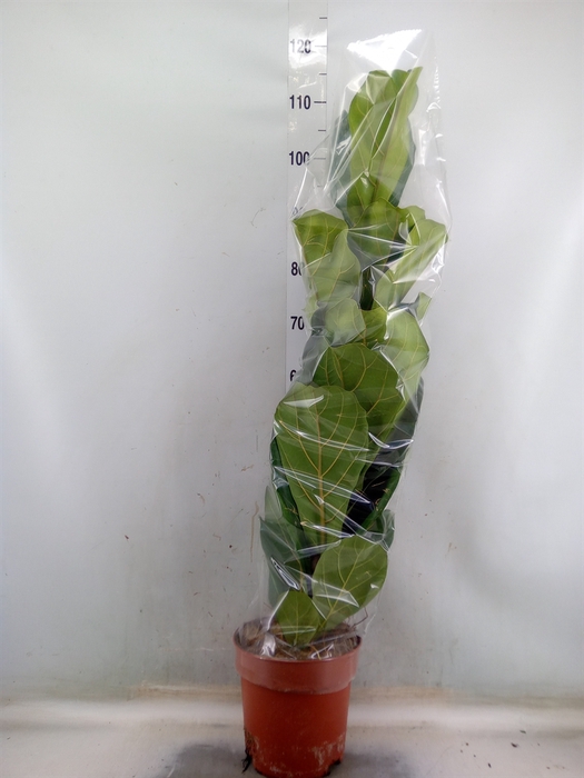 <h4>Ficus lyrata</h4>