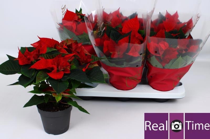 <h4>EUPHOR P CHR EVE</h4>