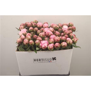 Paeo L Sarah Bernhard Pink Ex