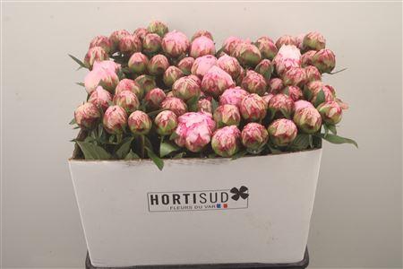 <h4>Paeo L Sarah Bernhard Pink Ex</h4>