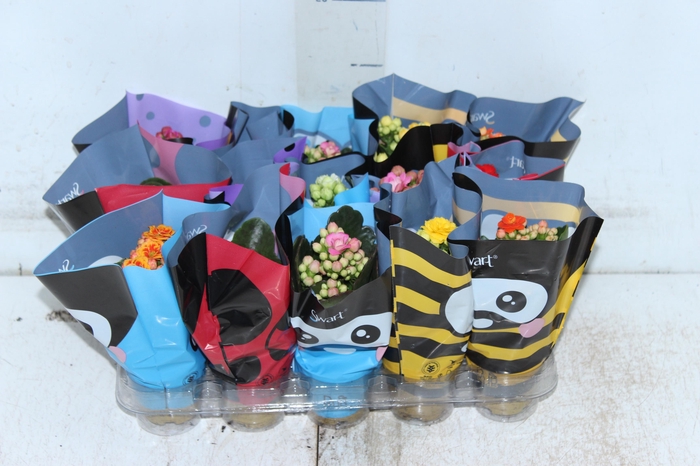 <h4>KAL. DOBRADO MINI P06</h4>