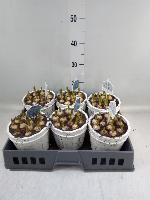 <h4>Arr. Muscari L%</h4>