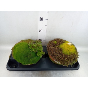 Vaste pltn   ...       [Perennials]