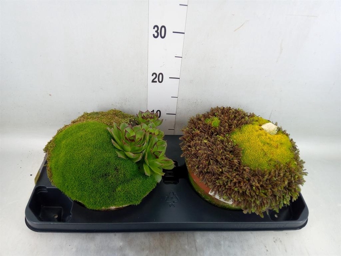 <h4>Vaste pltn   ...       [Perennials]</h4>