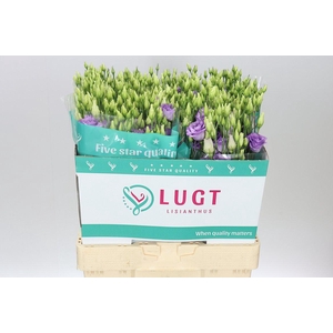 Eust Du Corelli Lavendel