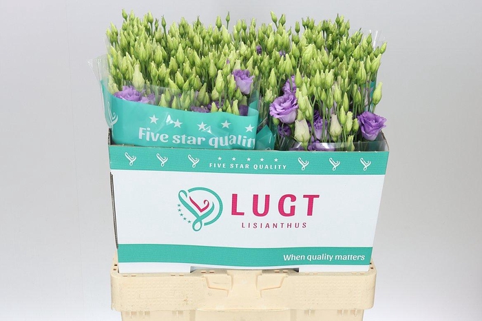 <h4>Eust Du Corelli Lavendel</h4>