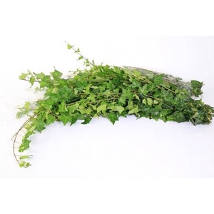 Hedera Rank Strings Green