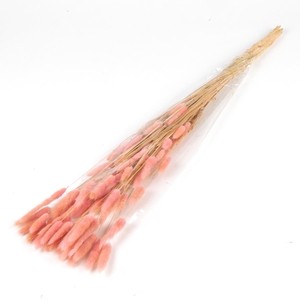 DF Lagurus Bs 50g/70cm O.Pink