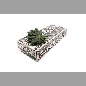 Aralia Small