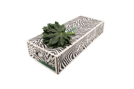 <h4>ARALIA SMALL</h4>