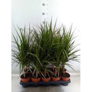 Dracaena marg.