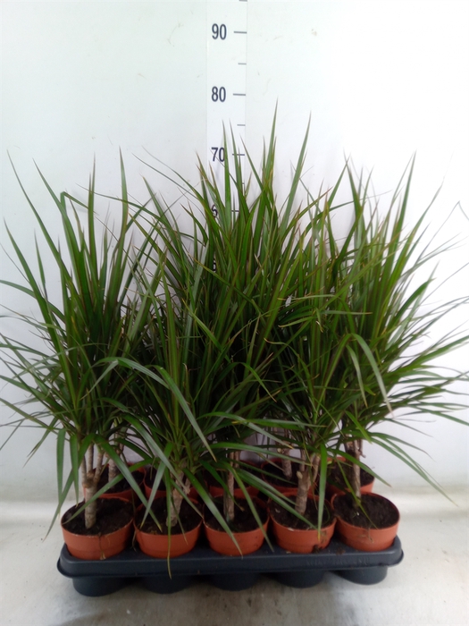 <h4>Dracaena marg.</h4>