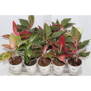 AGLAONEMA VARIADA P12