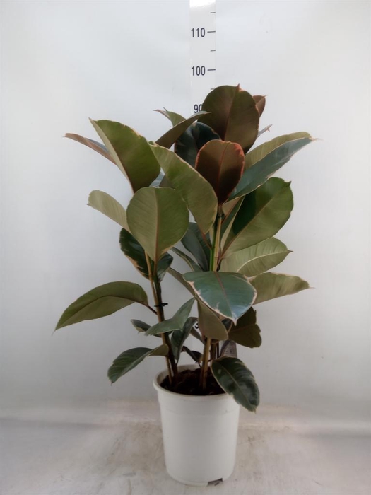 <h4>Ficus   ...</h4>