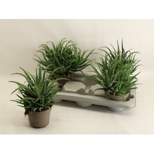 ALOE ARBORESCENS