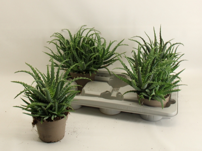 <h4>ALOE ARBORESCENS</h4>