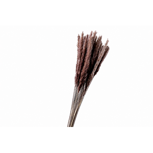 Dried Cortaderia Fluffy Natural