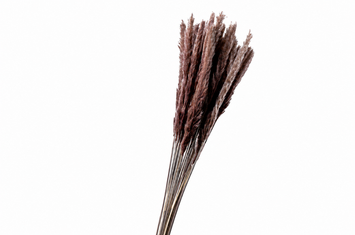 <h4>Dried Cortaderia Fluffy Natural</h4>