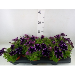 Petunia  'Sweetunia Miss Marvelous'