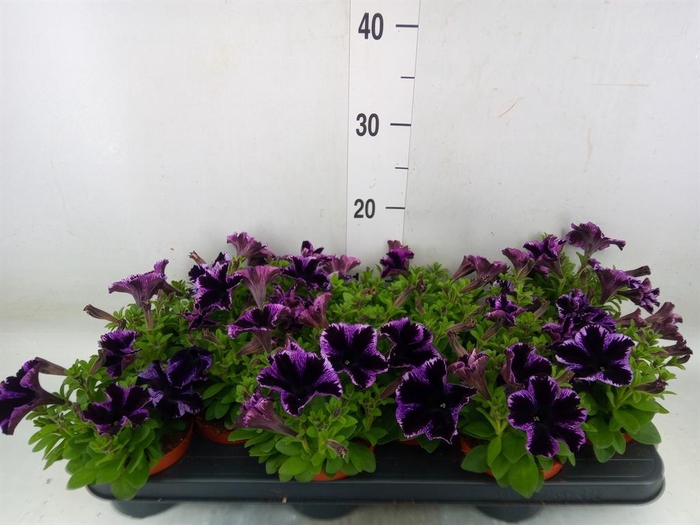 <h4>Petunia 'Sweetunia Miss Marvelous'</h4>