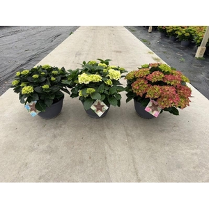 Hydrangea Macrophylla op kleur Highlights, Rood, Wit, Blauw