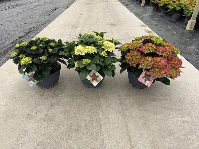 <h4>Hydrangea Macrophylla op kleur Highlights, Rood, Wit, Blauw</h4>