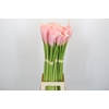 Zantedeschia Eydolls Pink