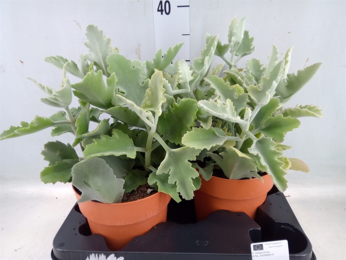 <h4>Kalanchoe NF beharensis</h4>