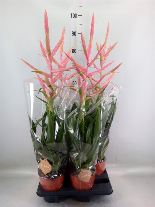 <h4>Tillandsia  'Dolce'</h4>