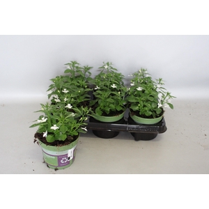 Lobelia Techno up White