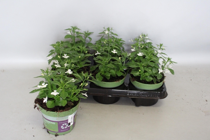 <h4>Lobelia Techno up White</h4>