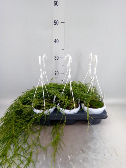 <h4>Hoya linearis</h4>