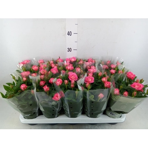 Rosa  'Fame Kordana'