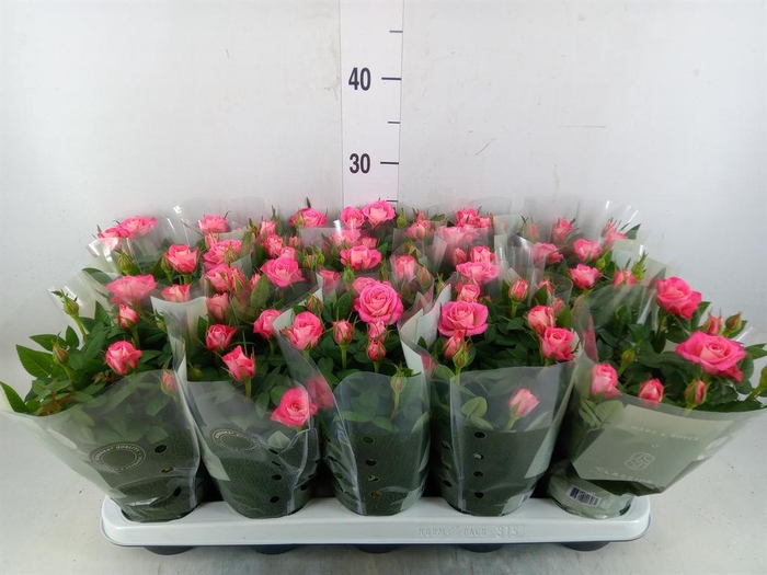 <h4>Rosa  'Fame Kordana'</h4>
