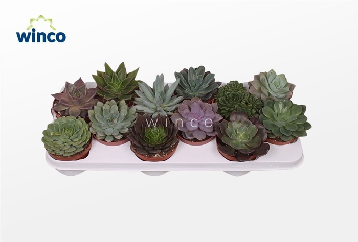 Echeveria Mix (12 Spc.)