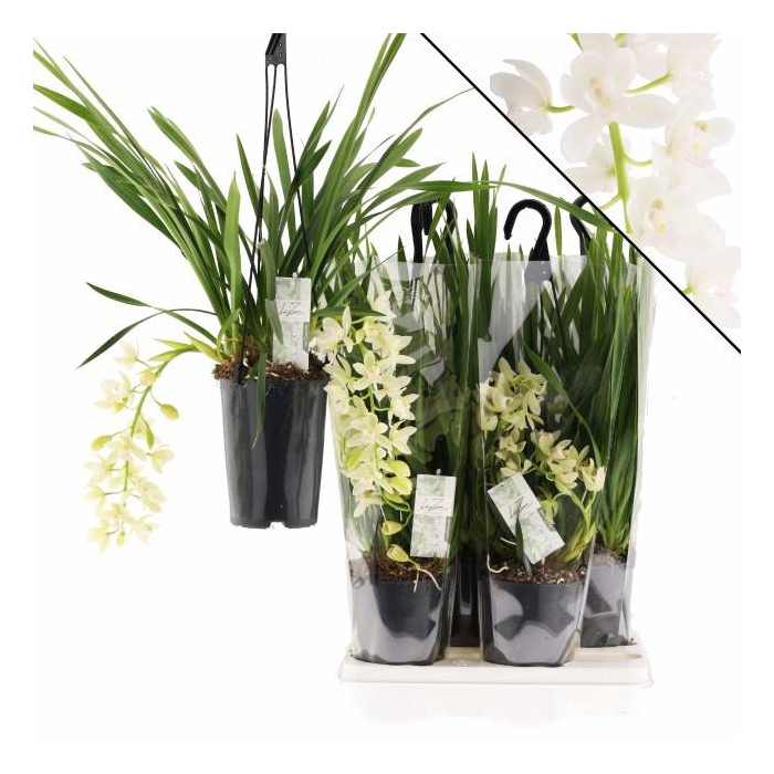 <h4>Cymbidium Ice Cascade 14Ø 60cm 3st</h4>