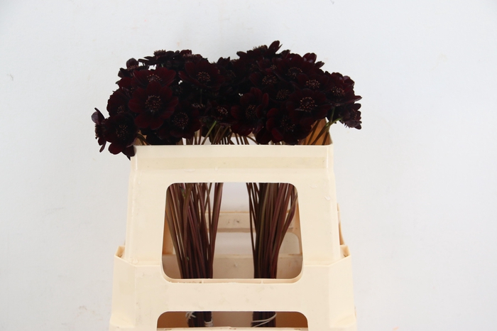 <h4>COSMOS BLACK BEAUTY</h4>