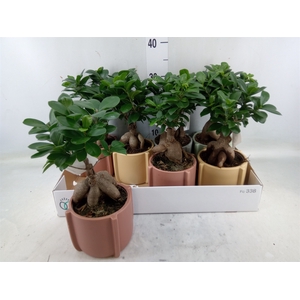 Ficus microcarpa 'Ginseng'