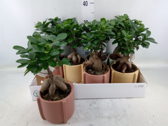 <h4>Ficus microcarpa 'Ginseng'</h4>