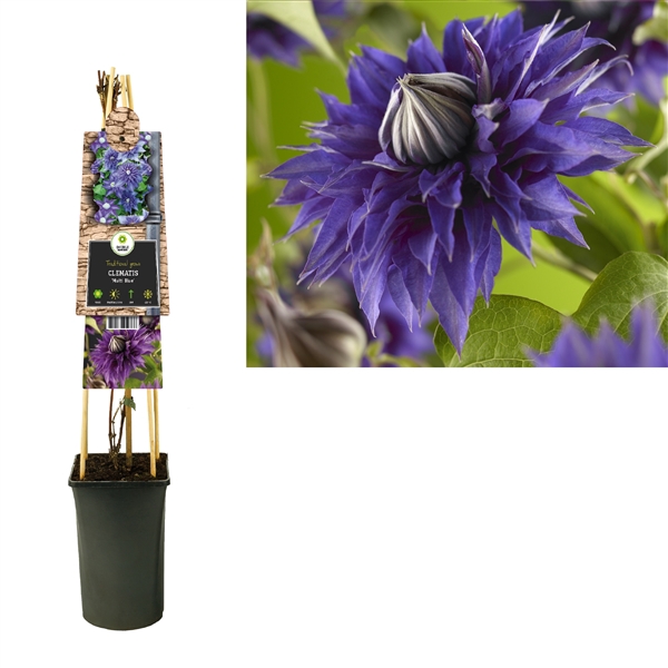 <h4>Clematis 'Multi Blue' +3.0 label</h4>